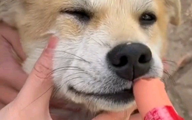 芜湖女大学生强迫流浪狗吃火腿肠,狗子宁死不吃"嗟来之食"!