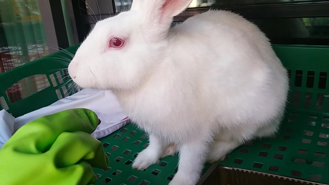 小绒球兔兔～吃红薯_哔哩哔哩 (゜-゜)つロ 干杯~-bilibili