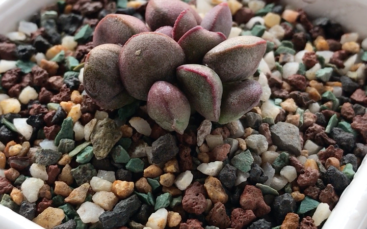 多肉植物 红蛋水泡 adromischus marianae v