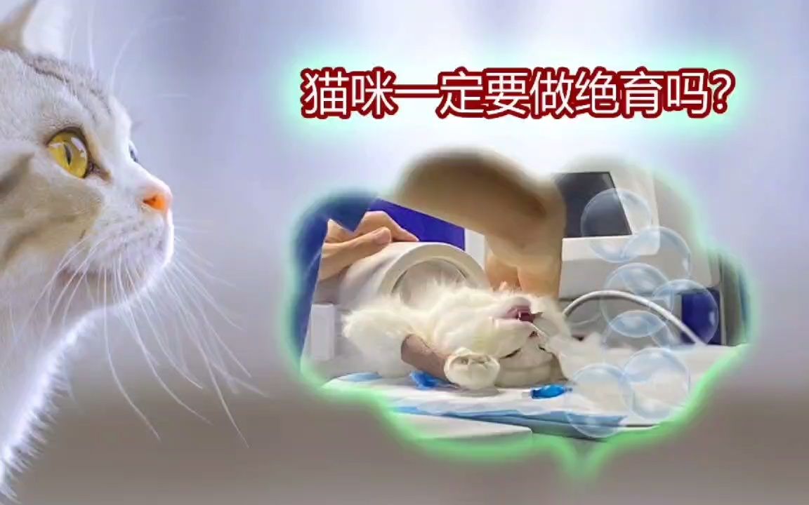 猫咪一定要做绝育吗?拿不定主意建议看完哔哩哔哩bilibili