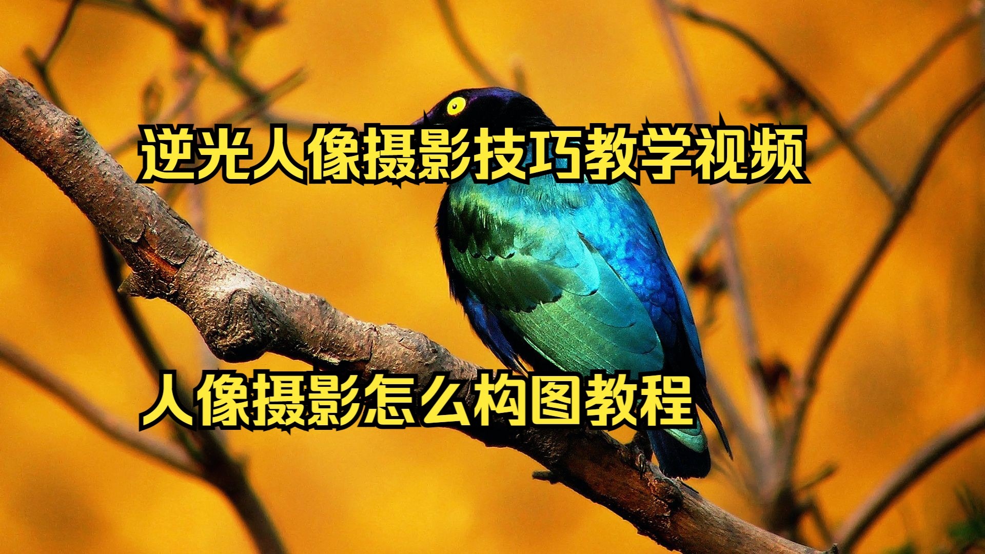 纯净摄影拍摄教程视频，技巧大全