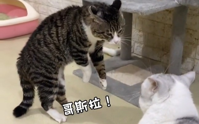 [图]狸花猫打架堪比哥斯拉大战。