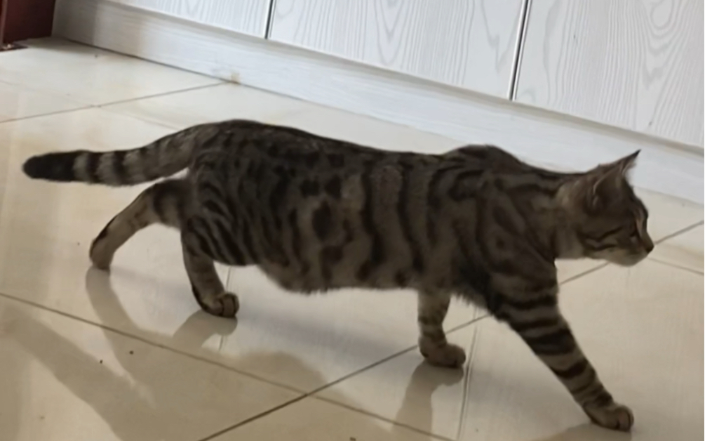 猫咪在家里阴暗地爬行