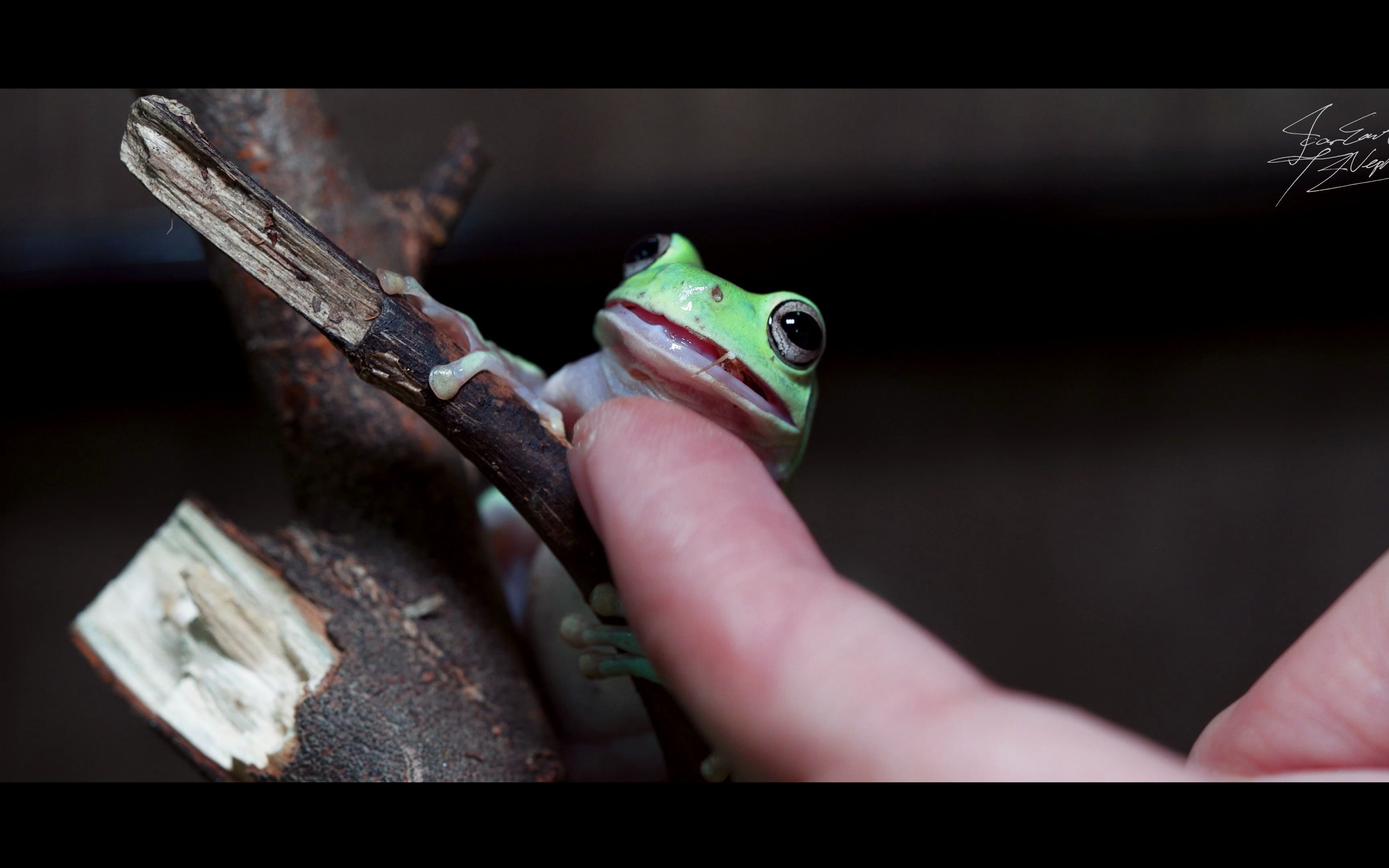 【4k】高清云吸超可爱的老爷树蛙