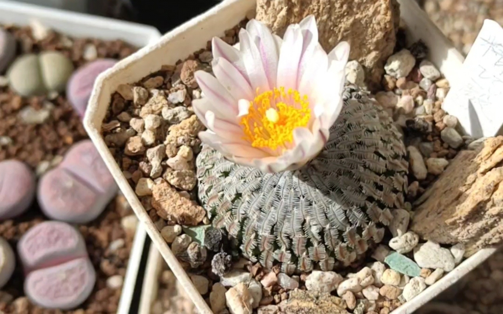 仙人球精巧殿-皮罗拉-皮罗拉-哔哩哔哩视频