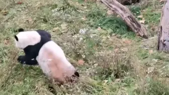 丹麦哥本哈根动物园游客拍摄/毛笋下树翻车了