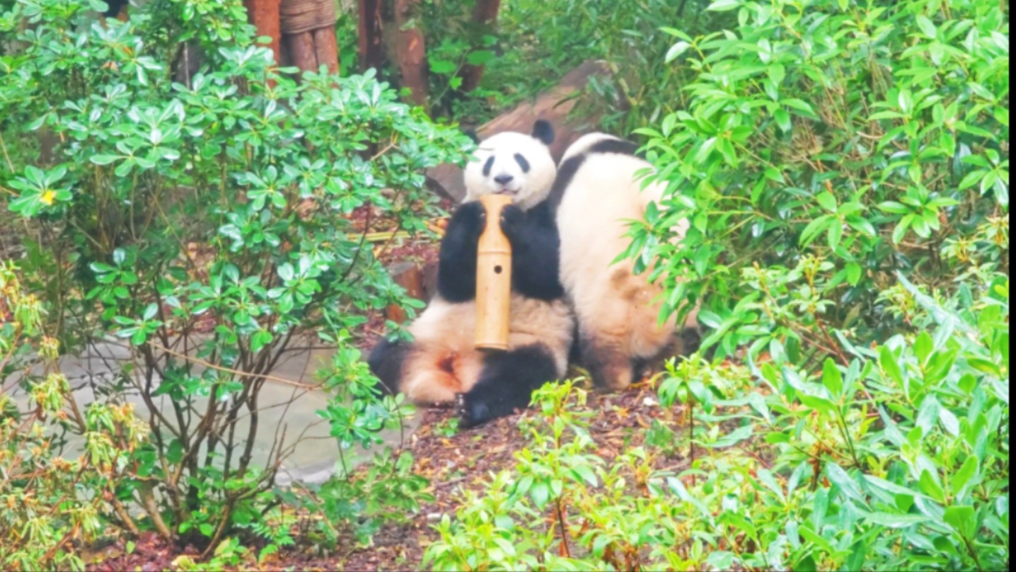 5.28 下午雨后出场的花叶,小叶子倒苹果又成大象叶啦,花花躲在树丛里拉完粑粑去找妹妹一起吃莽莽!哔哩哔哩bilibili