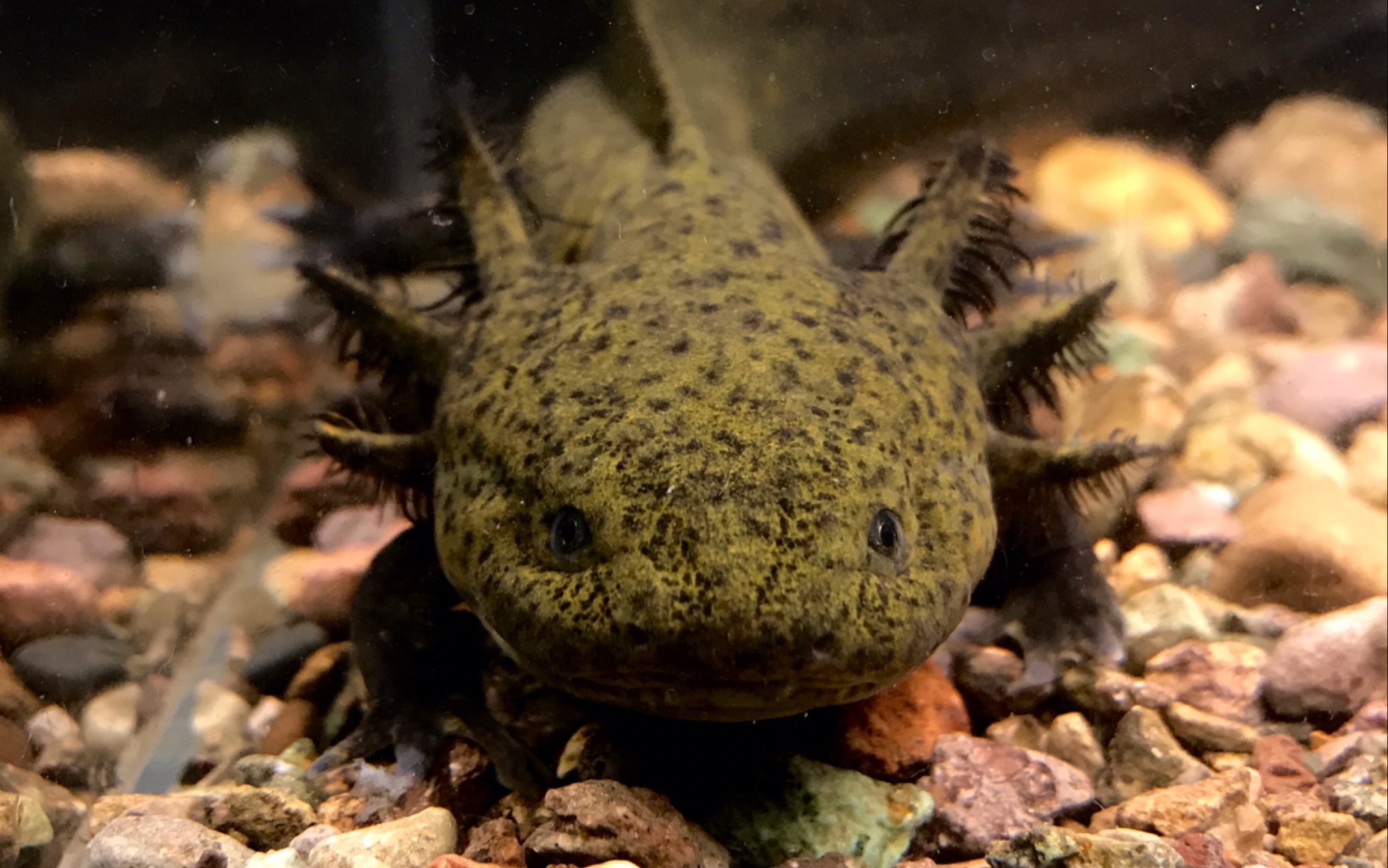 原色美西钝口螈喂食(六角恐龙)_哔哩哔哩_bilibili