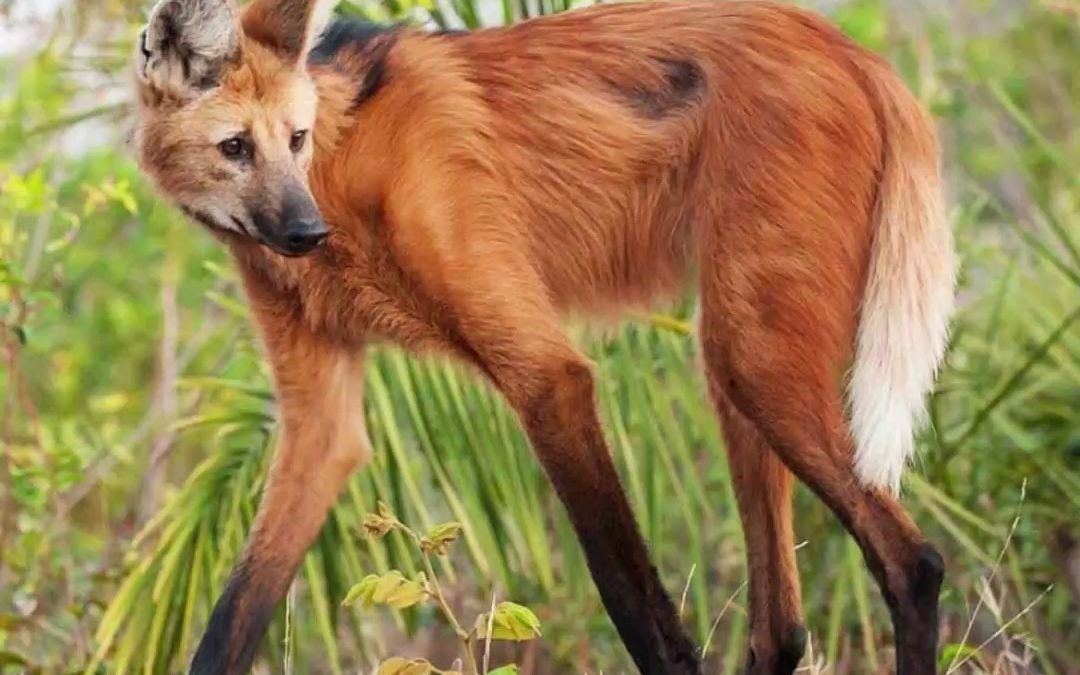 鬃狼—犬科模特