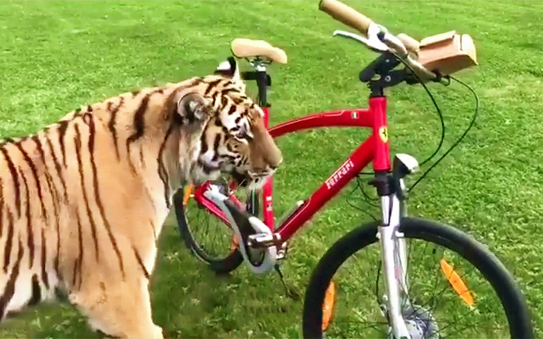 活动作品当老虎第一次看见骑自行车的人