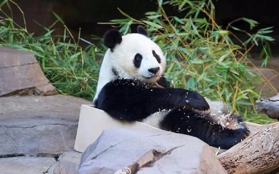 旅美20余年大熊猫"白云"携子归国,"小礼物"萌翻啦!