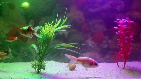 水族馆里平静音乐和水声 睡眠 放松 水疗 瑜伽 禅修 哔哩哔哩 Bilibili 水族馆里平静音乐和水声 睡眠 放松 水疗 瑜伽 禅修 哔哩哔哩 Bilibili