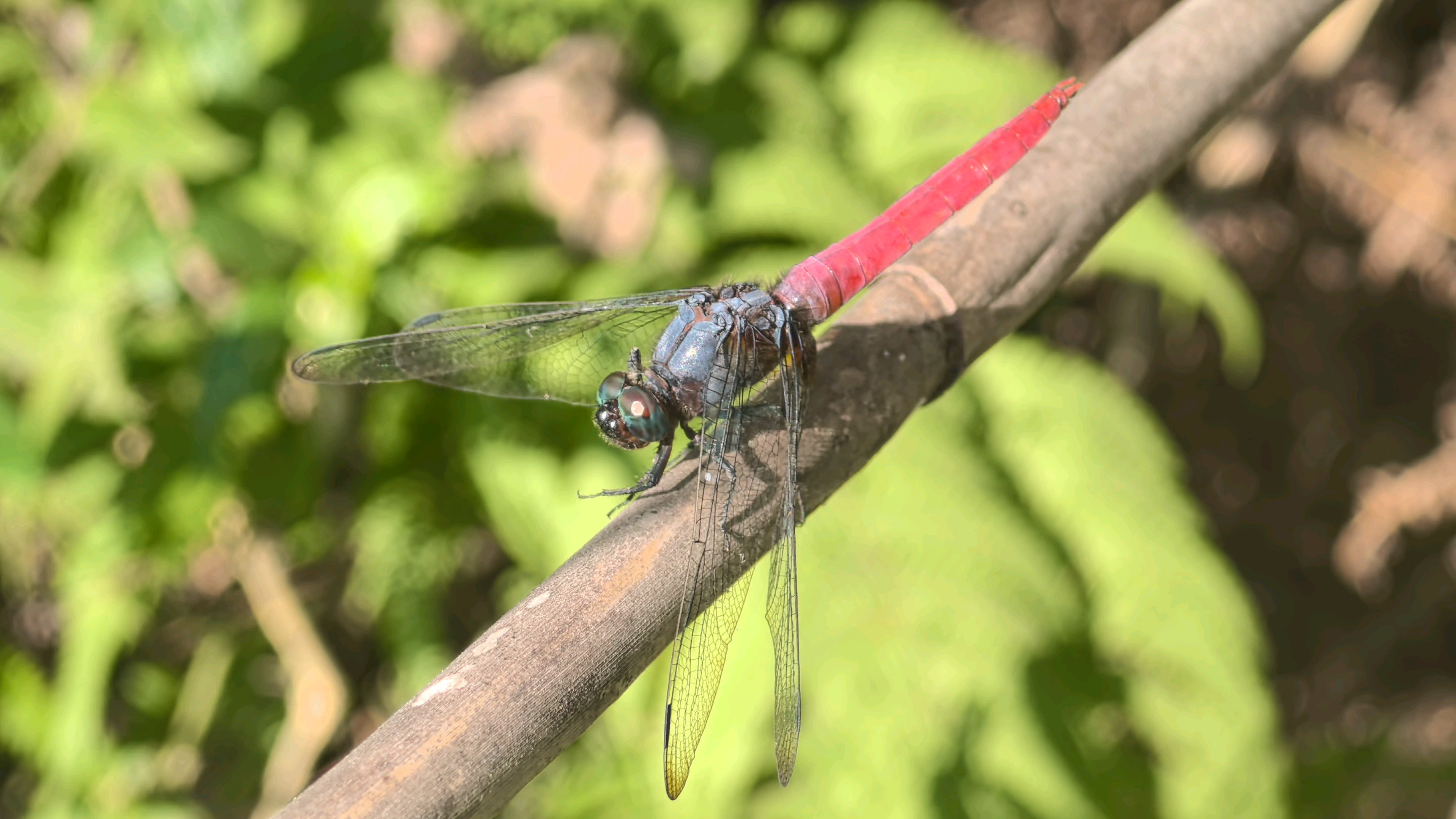 赤褐灰蜻Orthetrum pruinosum哔哩哔哩bilibili