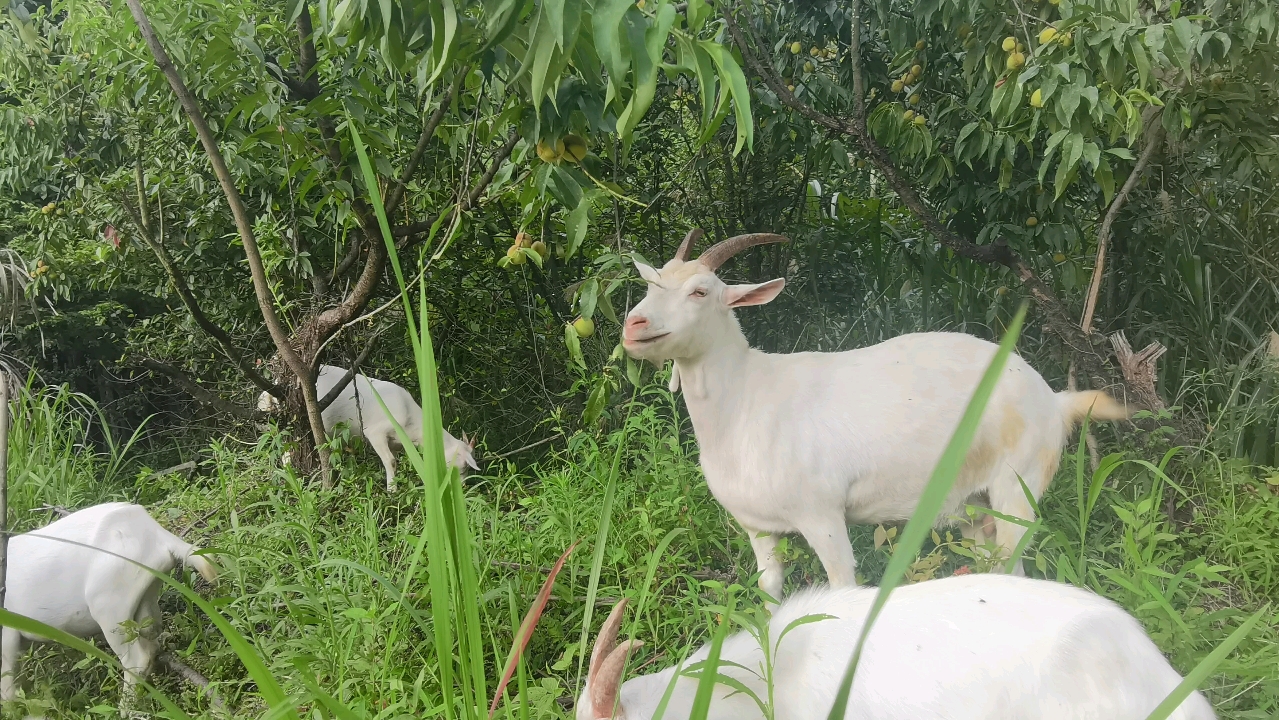 废羊羊吃桃子教学