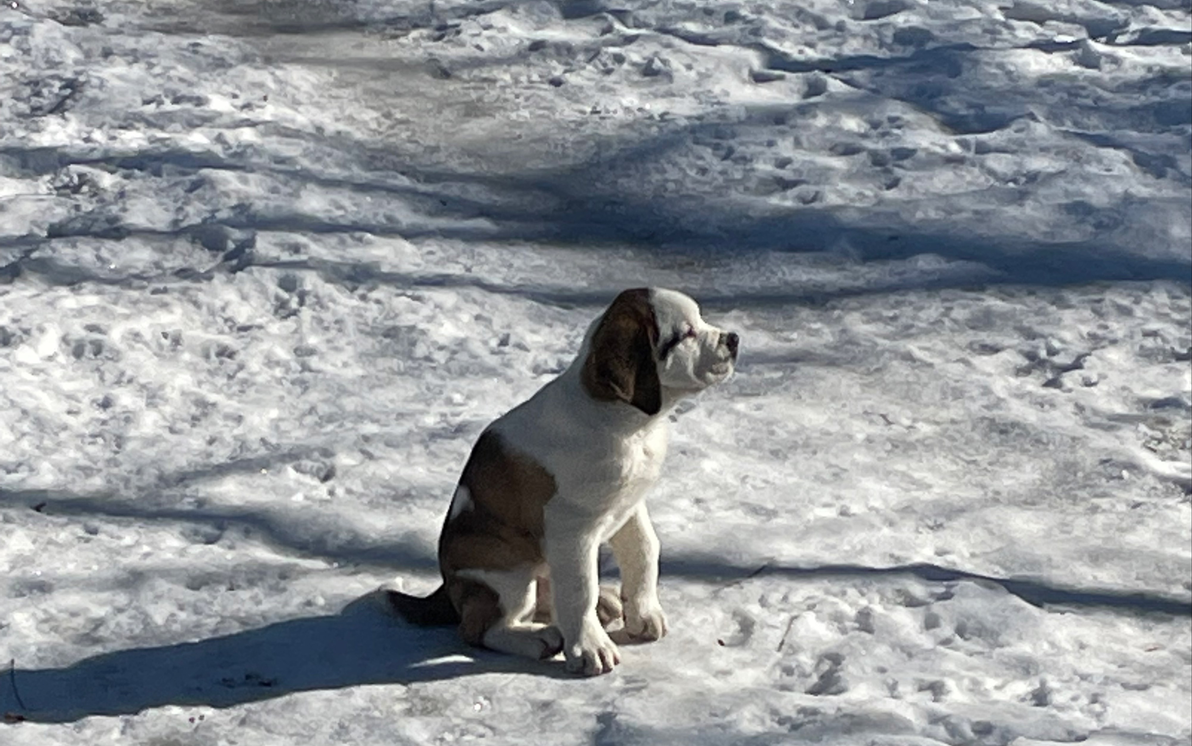 在瑞士圣伯纳犬博物馆撸狗日记