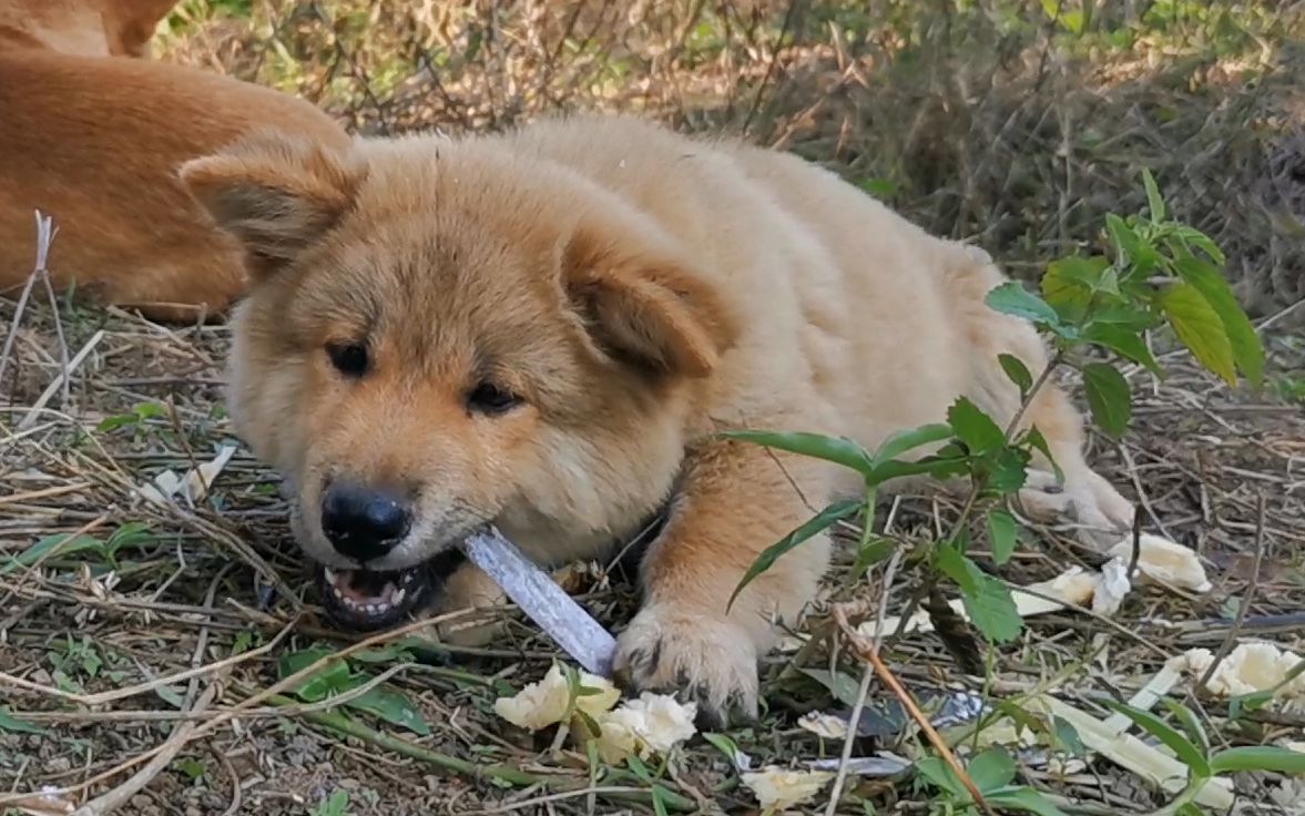 两只小土狗吃甘蔗比人还快