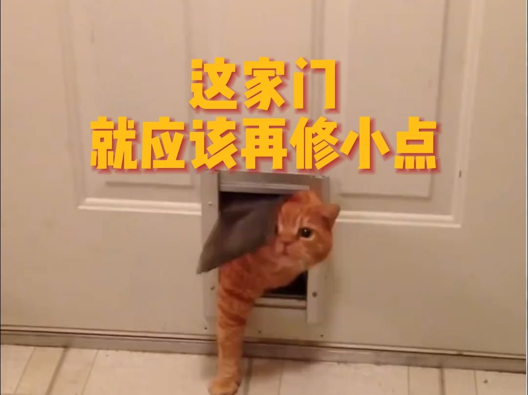 快过来让猫叔叔亲一下!!哔哩哔哩bilibili