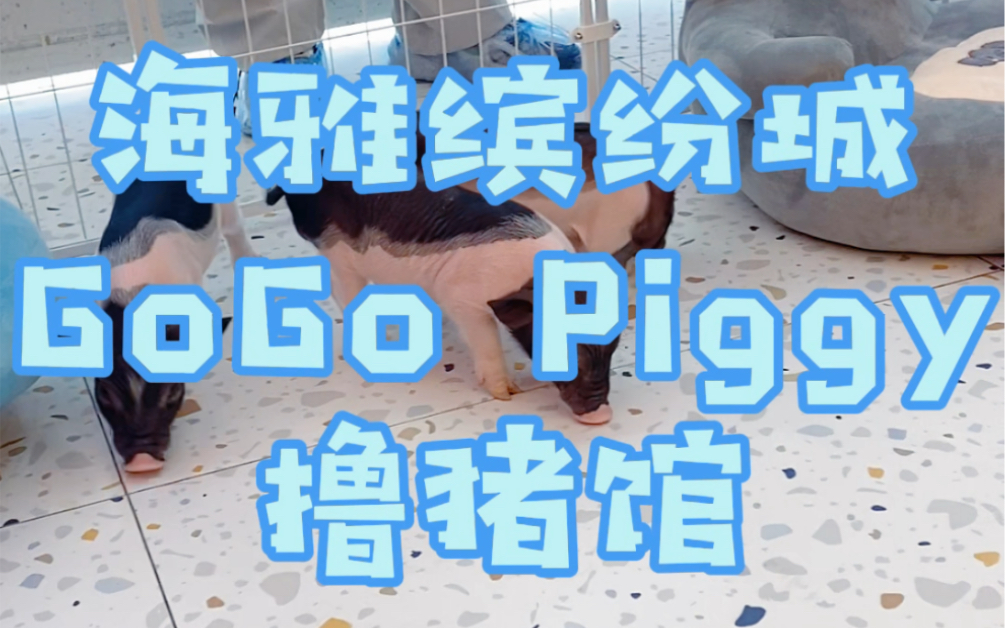 深圳宝安海雅缤纷城gogo piggy撸猪馆哔哩哔哩bilibili