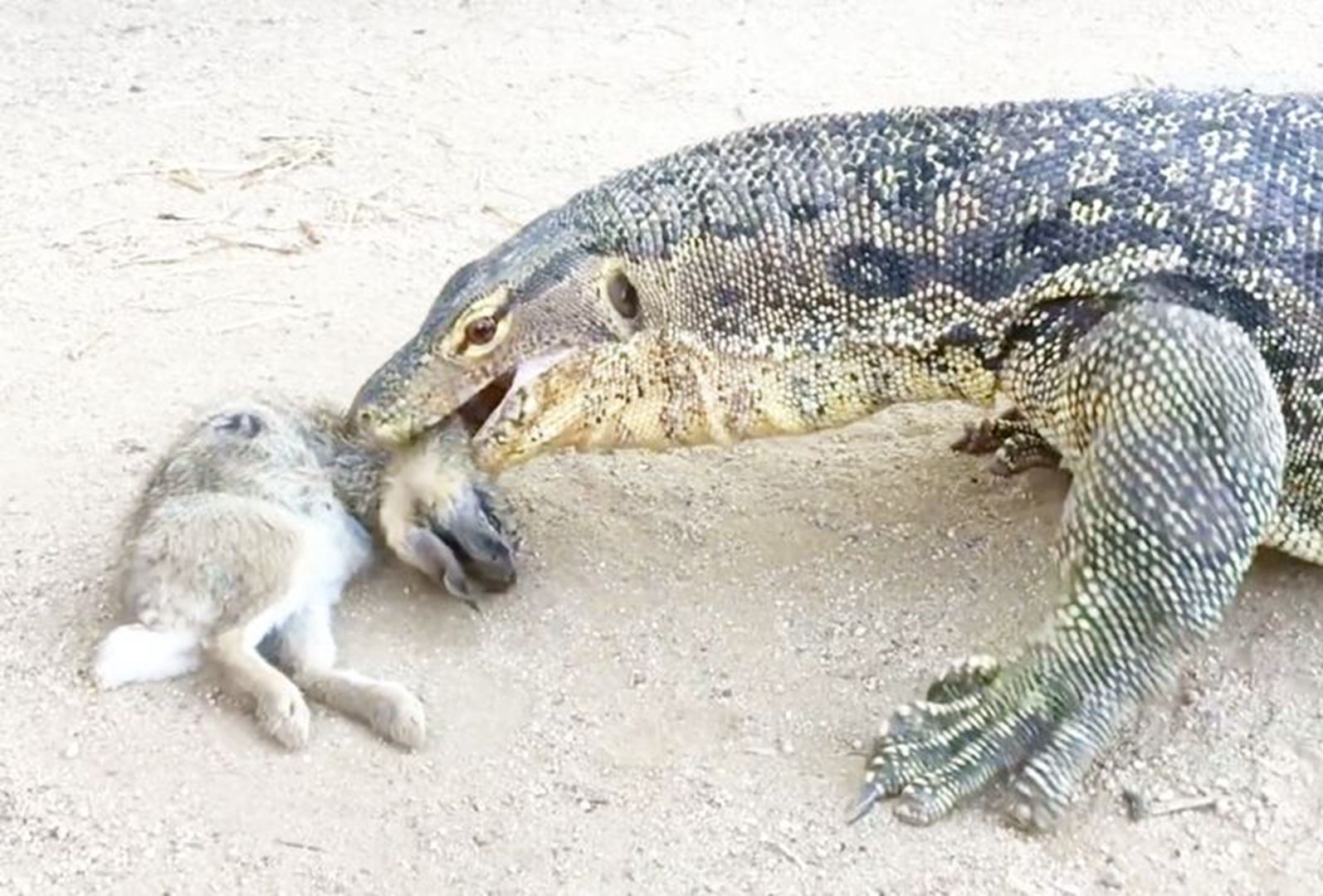 小科莫多巨蜥,一口气吃掉一只兔子,画面简直不忍直视