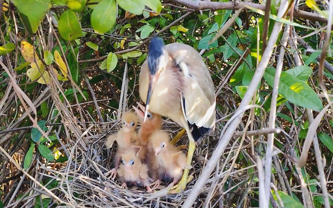 黄苇鳽幼鸟刚要吞食物,却被哥哥硬生生从口中抢食