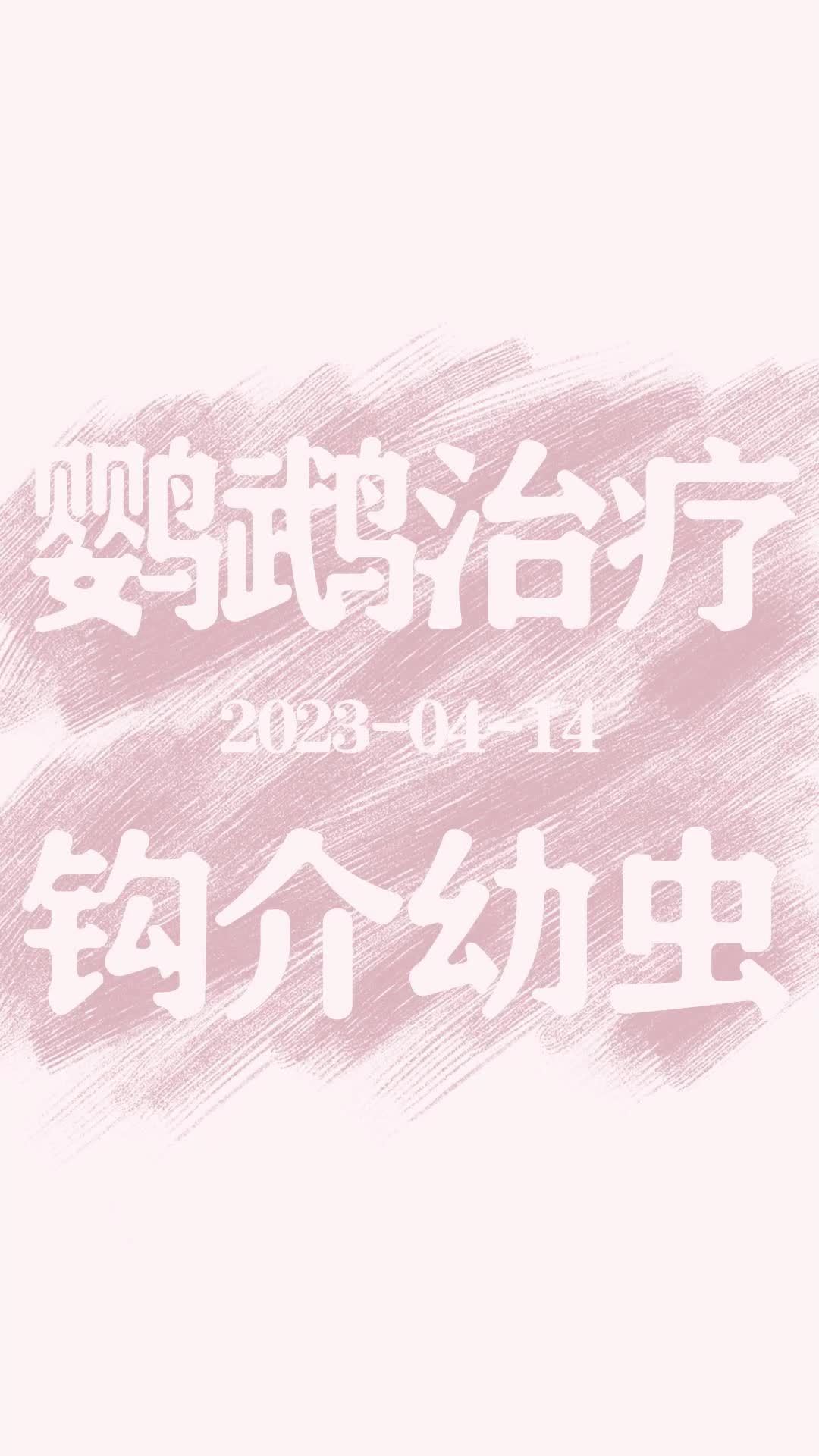 20230414 鹦鹉治疗钩介幼虫哔哩哔哩bilibili