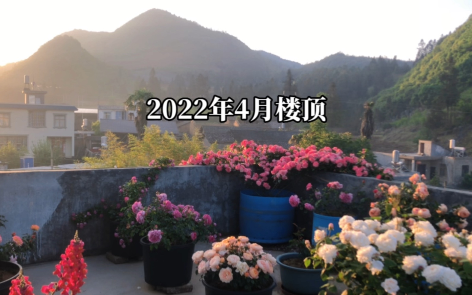 2022年4月楼顶,好看的花当然要分享给你们.哔哩哔哩bilibili