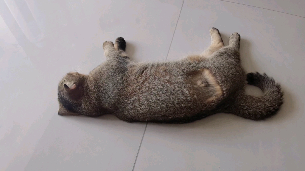 翘屁嫩猫的睡觉时刻