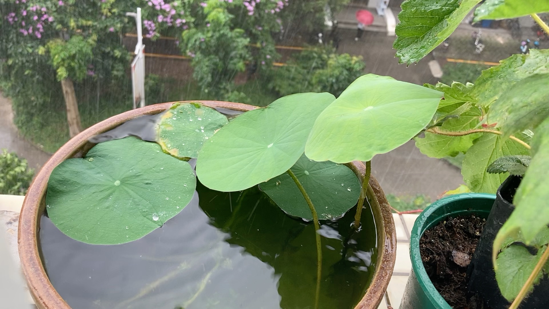 雨下碗蓮嘈嘈切切錯雜彈大珠小珠落玉盤