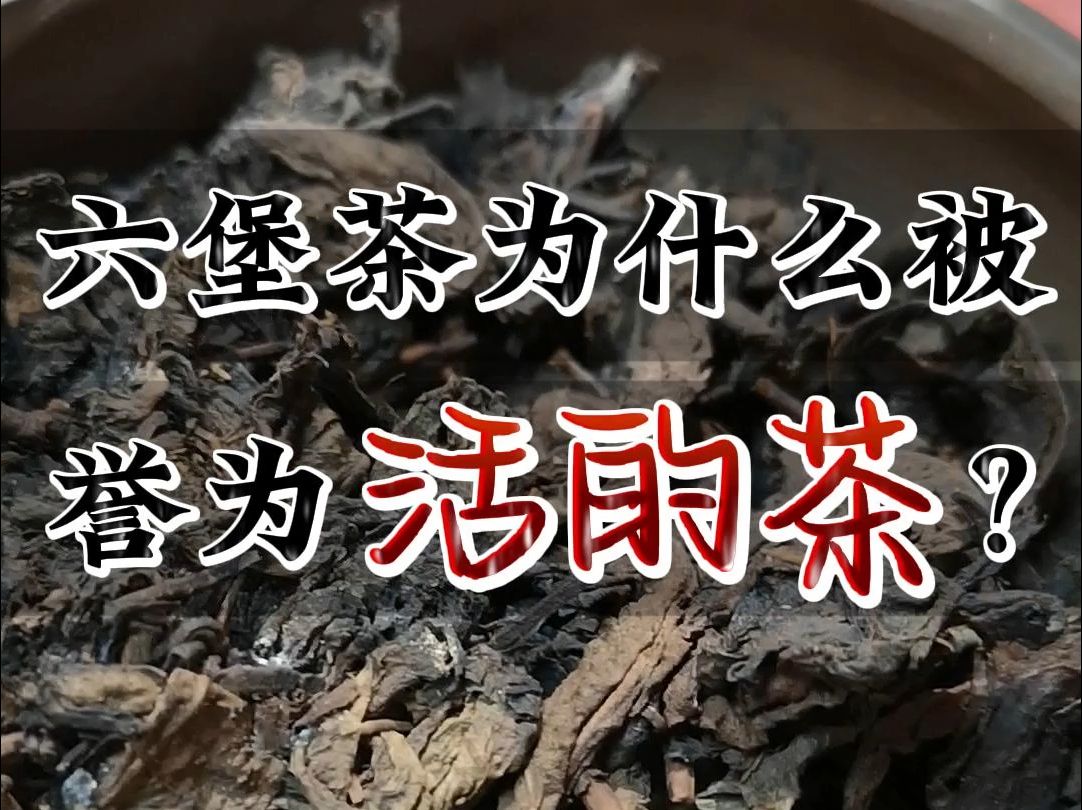 六堡茶为什么被誉为“活的茶”?哔哩哔哩bilibili