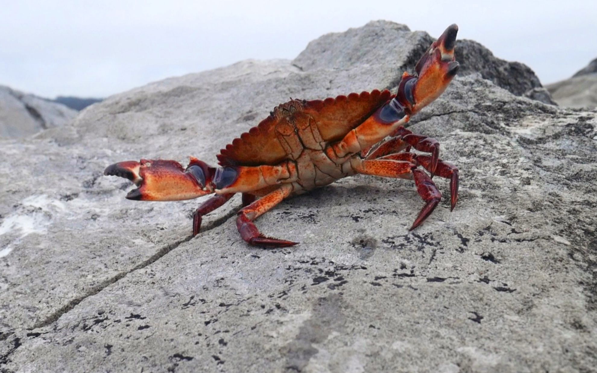 用鸡腿钓超级大螃蟹,一回儿就钓到好几只!