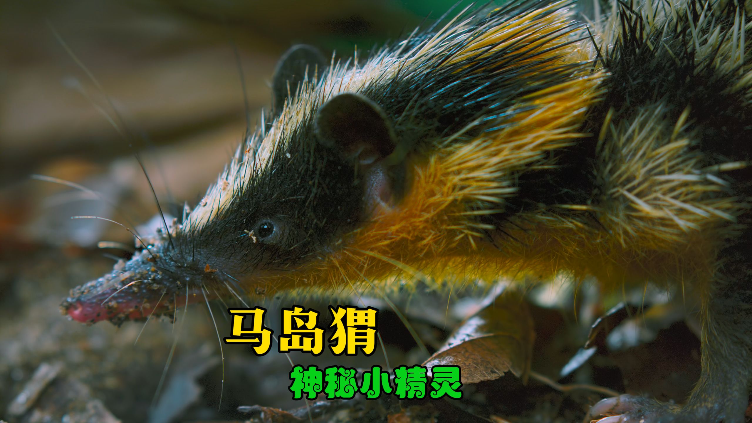 传是代表什么动物