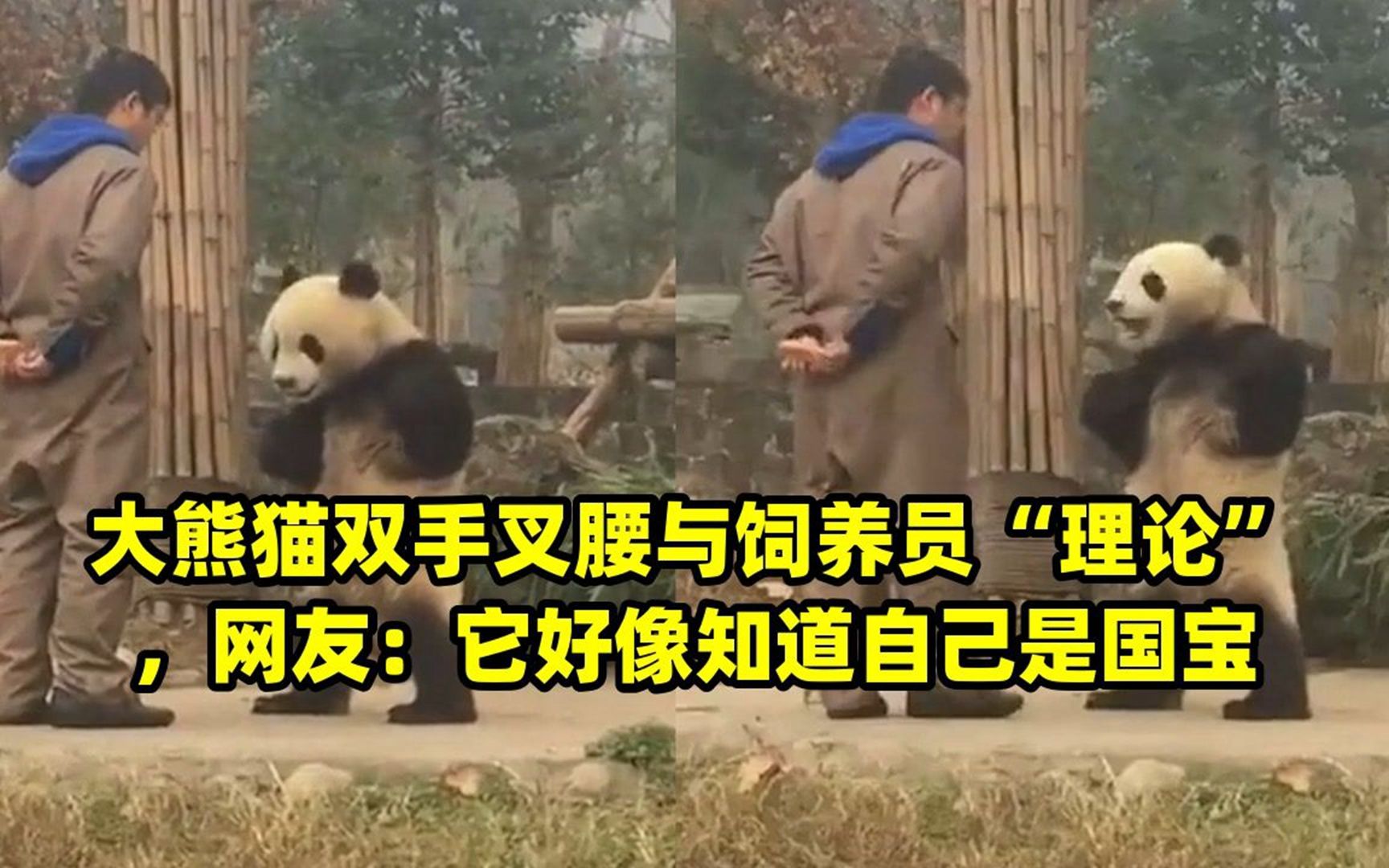 大熊猫双手叉腰与饲养员"理论",网友:它好像知道自己是国宝