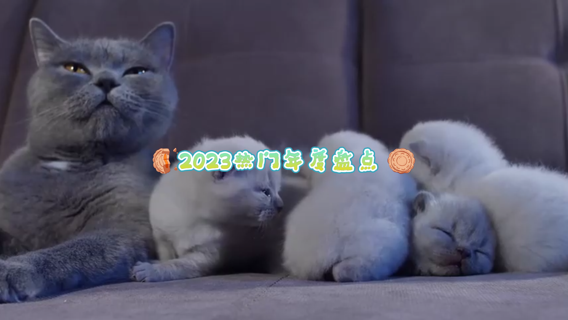 壁紙 動物 狗 狗狗 1916_1080