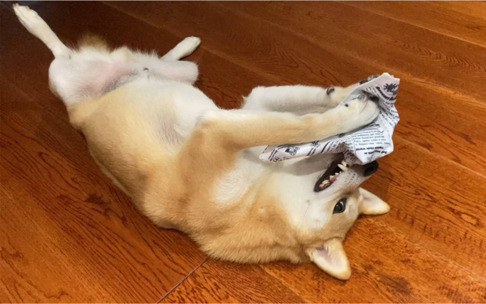 柴犬看报纸(狗头)看到翻肚皮