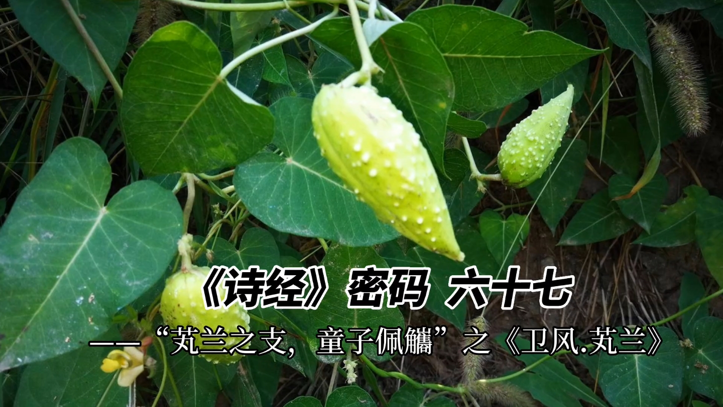 [图]《诗经》密码  六十七——“芄兰之支，童子佩觿”之《卫风.芄兰》