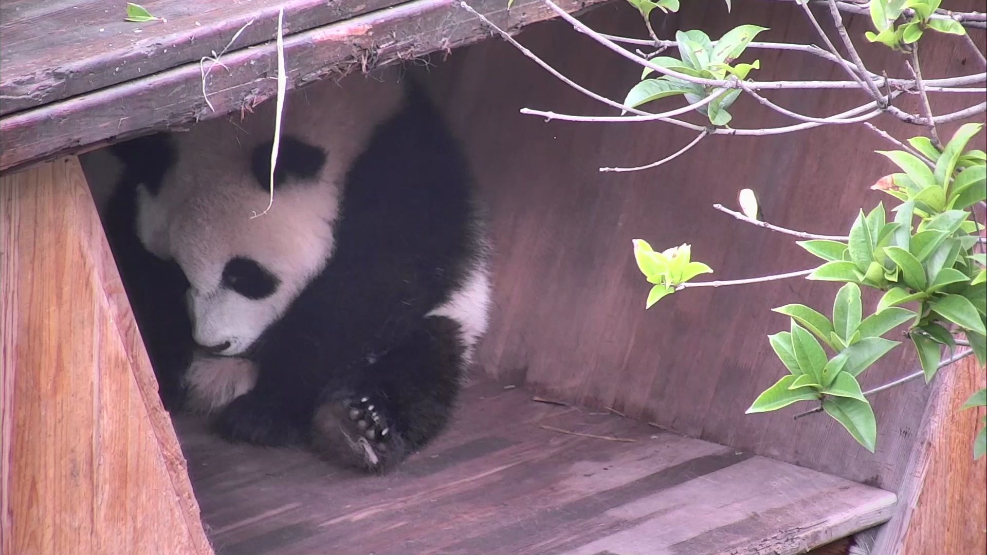 “毛绒玩具”你动一下啊,动一下啊,他真的动了哔哩哔哩bilibili