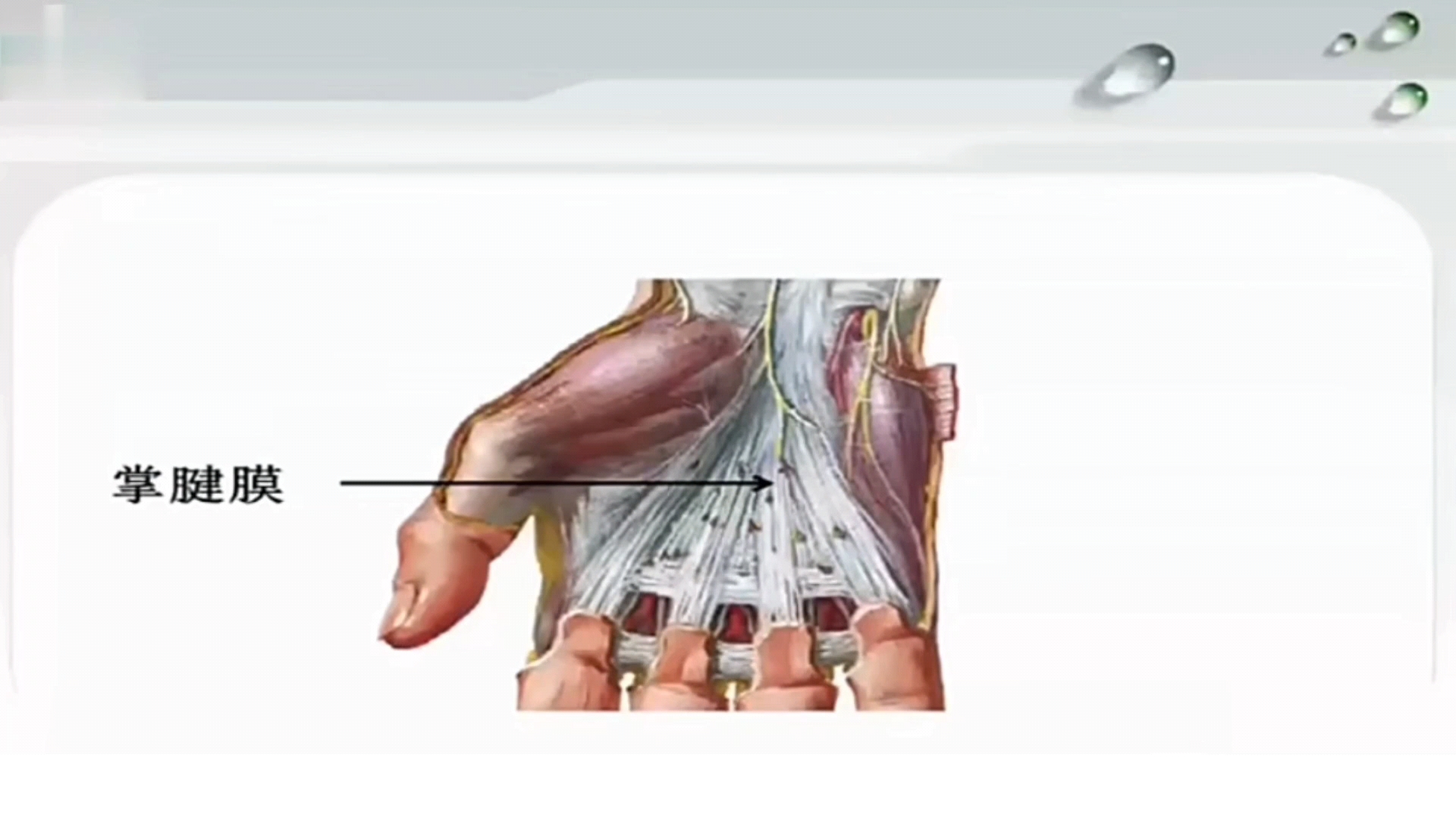 人体局部解剖学手掌筋膜间隙解剖哔哩哔哩bilibili