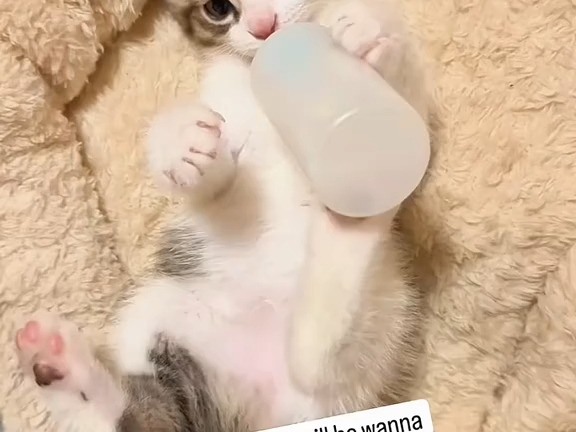 tiktok小猫猫合集一则212哔哩哔哩bilibili