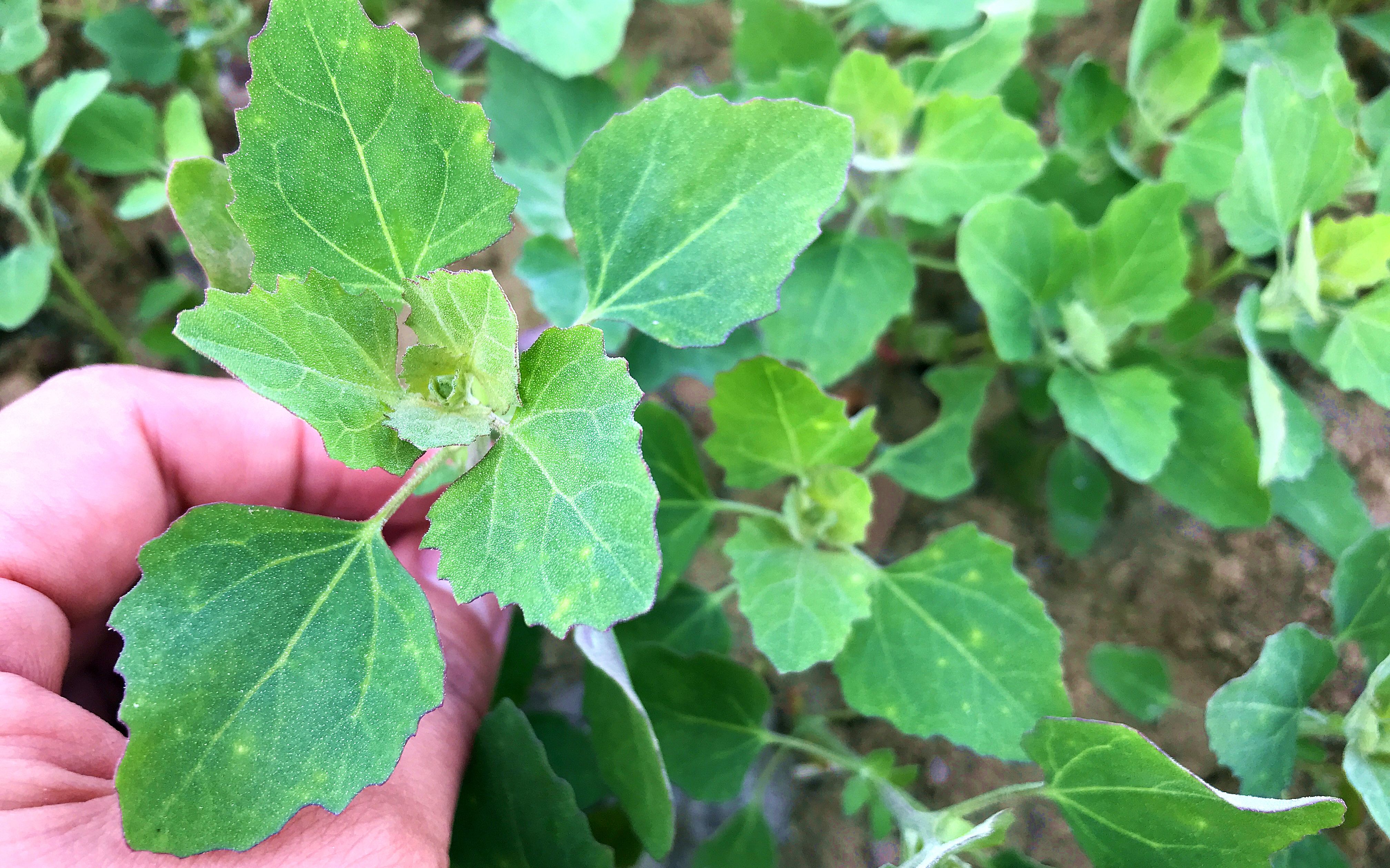 灰灰菜晒干烧成灰有2大妙用好多人不知道学会省钱又实用