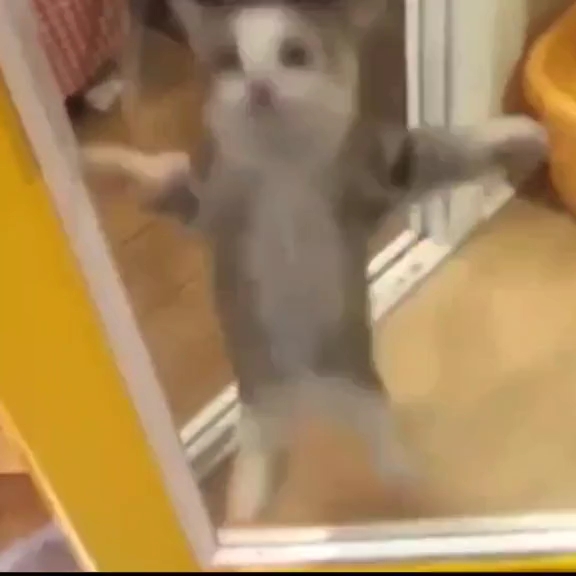 [图]dancing cat