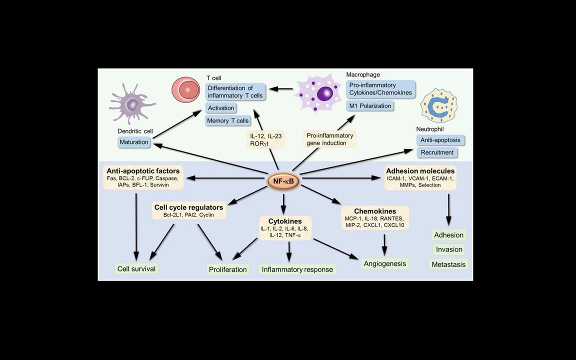 Tumor necrosis factor (TNF) alpha  肿瘤坏死因子TNF“”哩哔哩bilibili