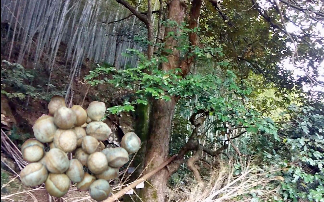 深山里有一种叫栲树的乔木,果实是美味的坚果,还可以做成豆腐