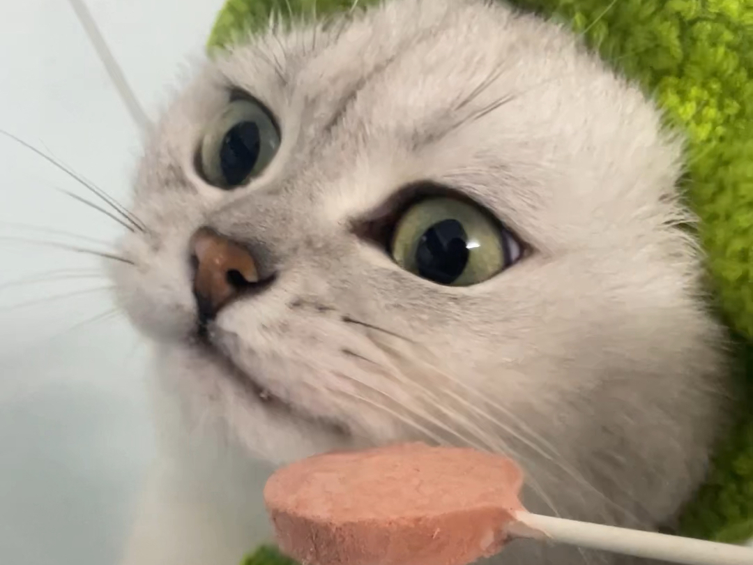 怼脸拍也不在怕的,高颜值女明星猫猫