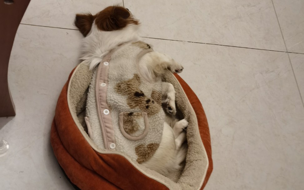 当我偷拍小狗睡觉蹬腿时