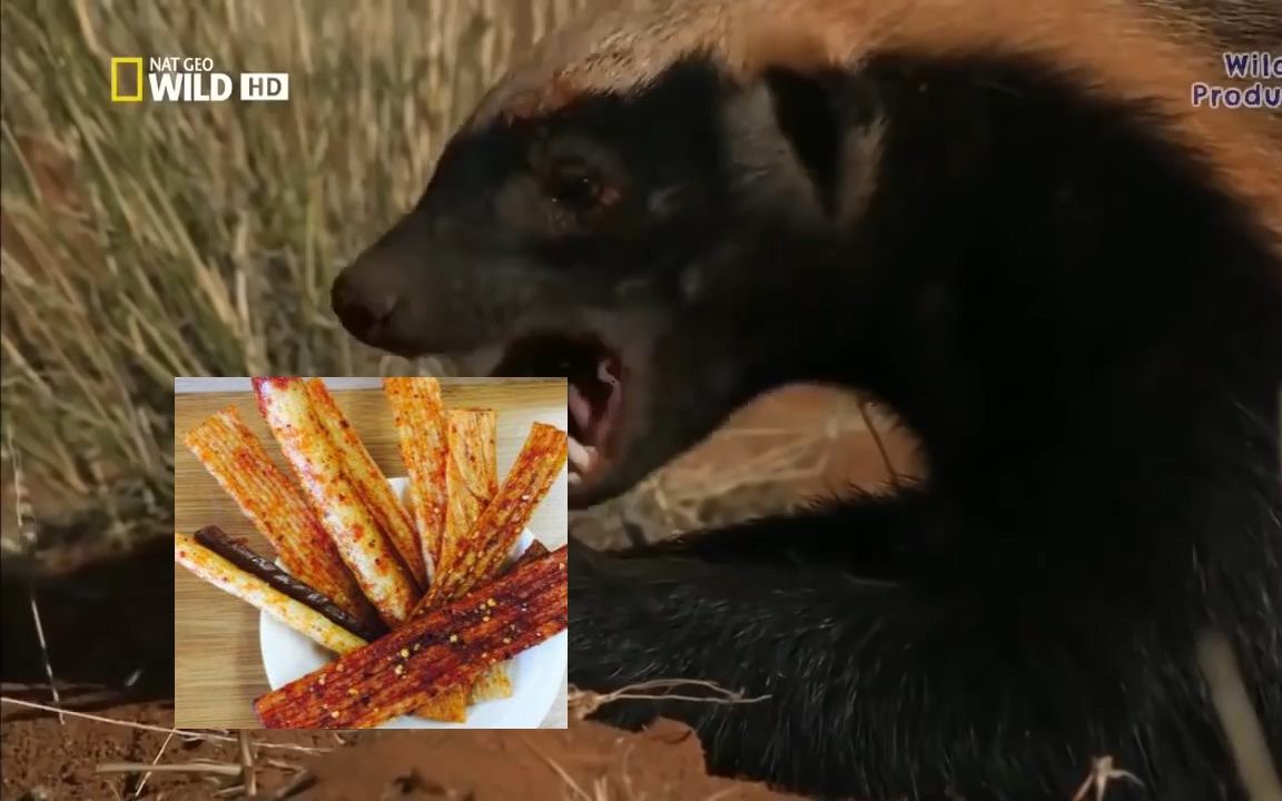 平头哥平头哥记录片nationalgeographicdocumentaryhoneybadger