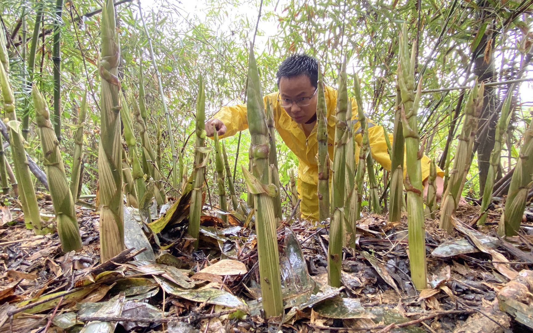 雨后笋子疯长了起来,怎么拔都拔不完,这样拔笋真过瘾哔哩哔哩bilibili