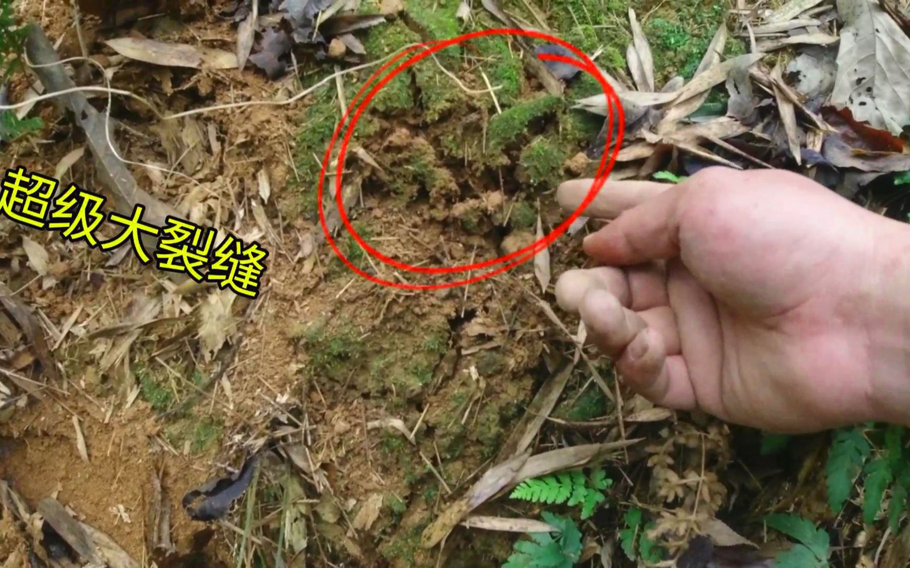 小伙来竹林挖冬笋,发现超级大裂缝挖开果然是大货,挖得真过瘾