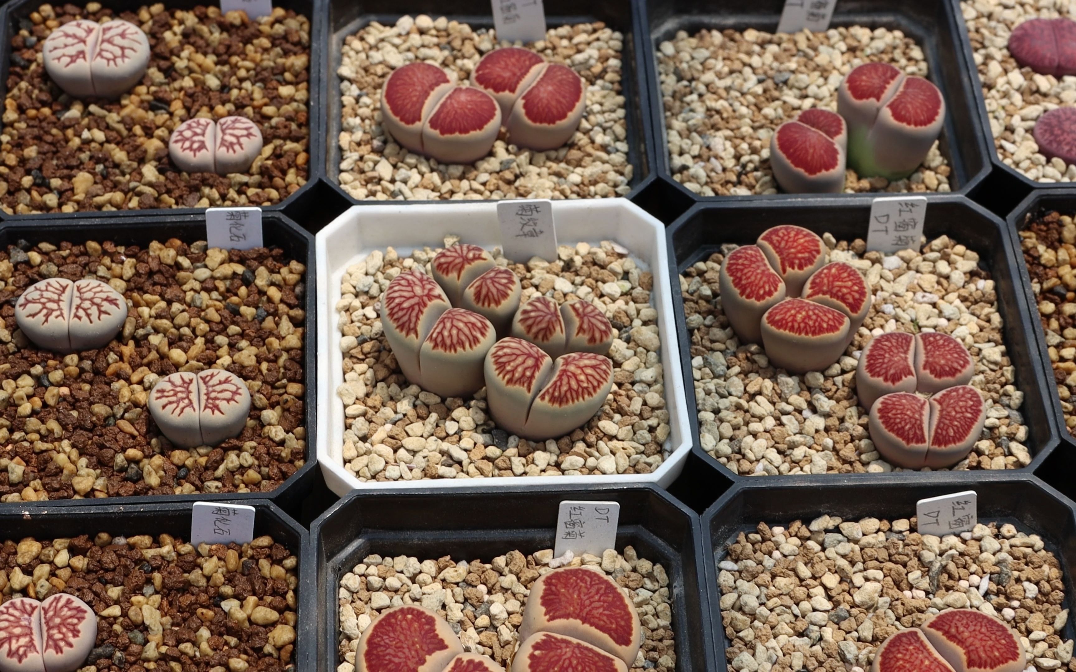 多肉植物 生石花 红窗菊纹章状态记录!