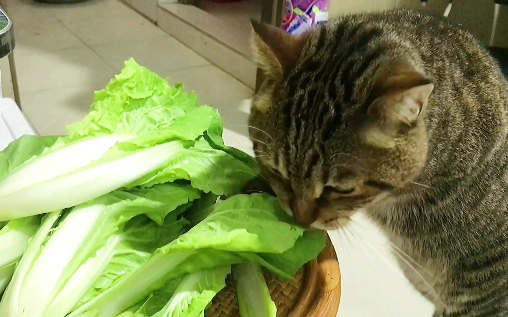 猫咪自己吃青菜火了之后,还教自己的儿子吃菜,网友:太牛了!