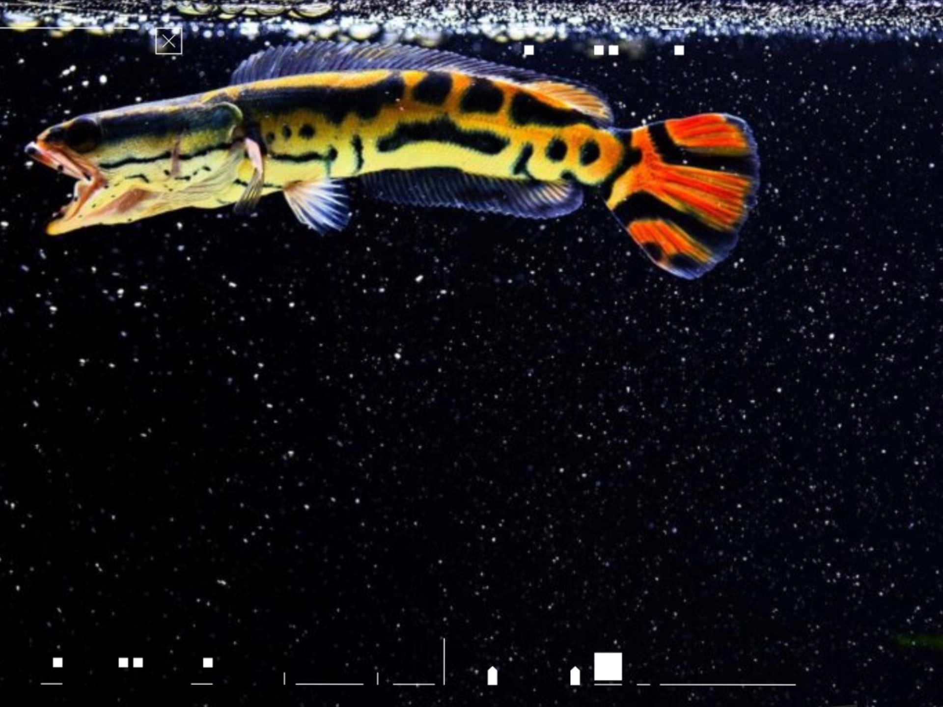 这是啥品种的小盾鳢?